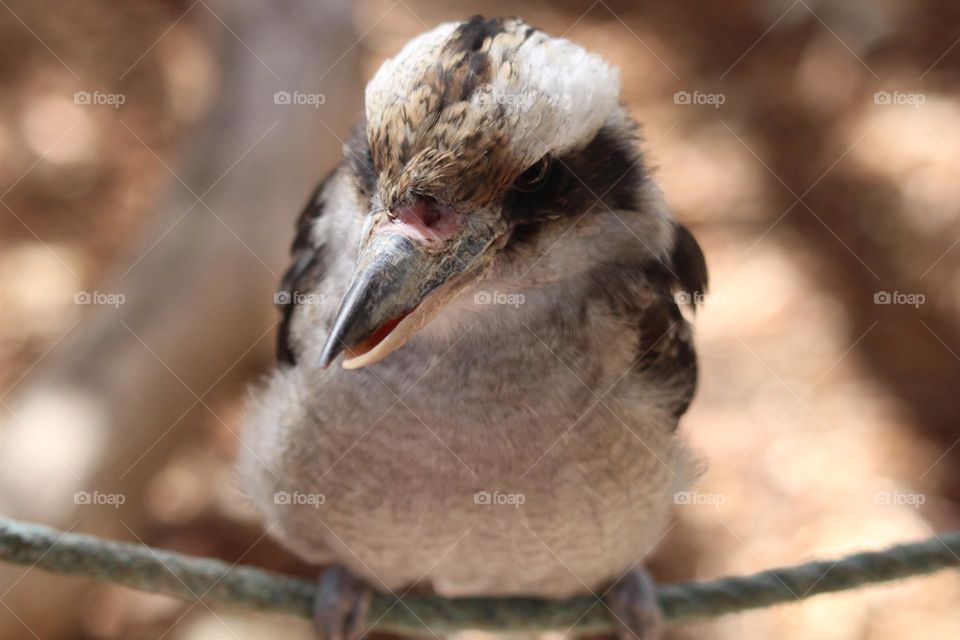 A curious little kookaburra, sitting on a small rope, staring at the people looking at him