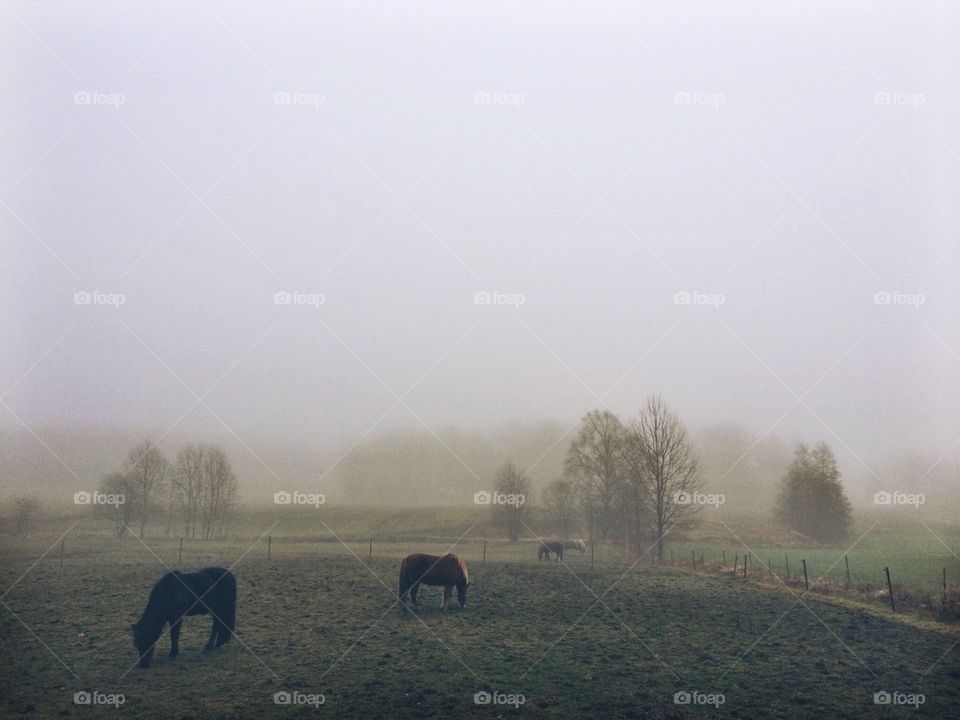 Horse grazing on pasture