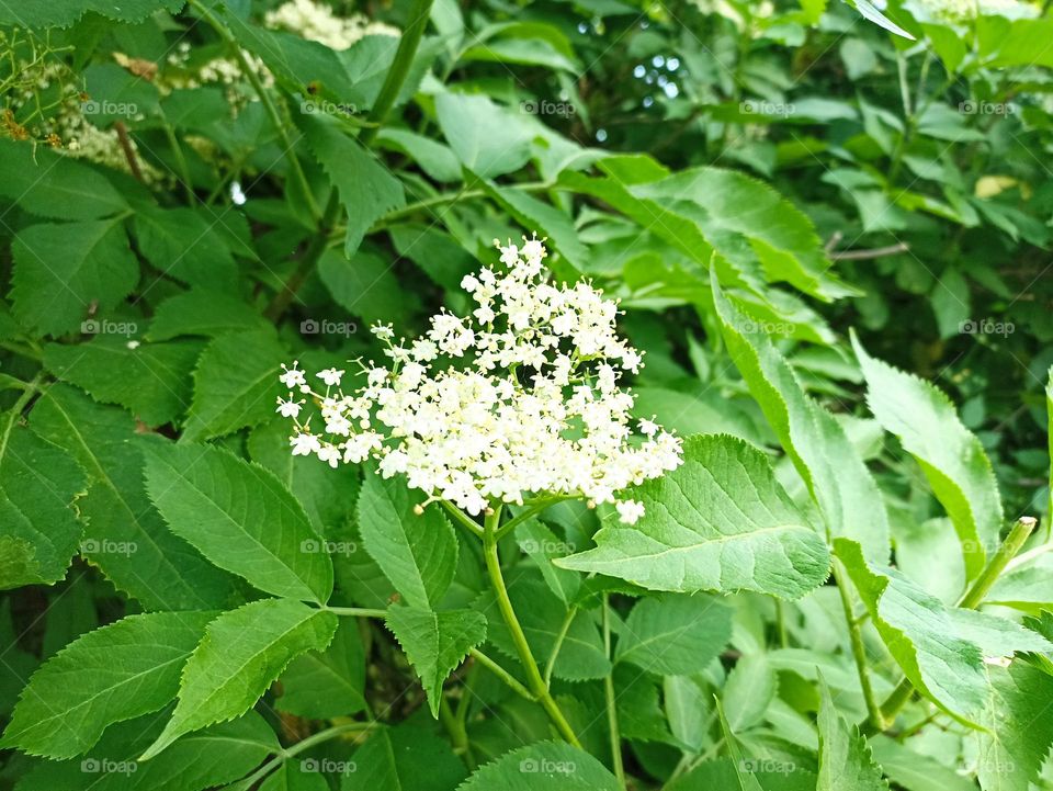 Sambucus nigra is a species complex of flowering plants in the family Adoxaceae native to most of Europe