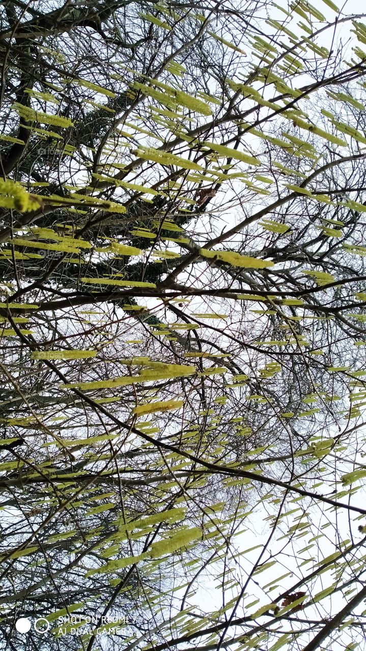 pogled u nebo ispod lijeske