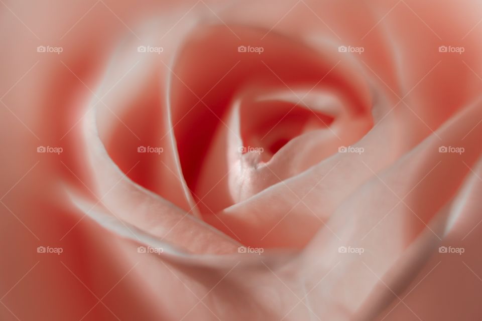 Besutiful macro shot of pink rose. Abstract background