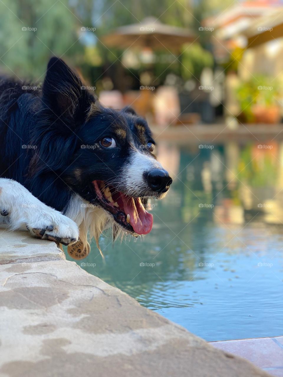Border collie drinking from a swimming pool
