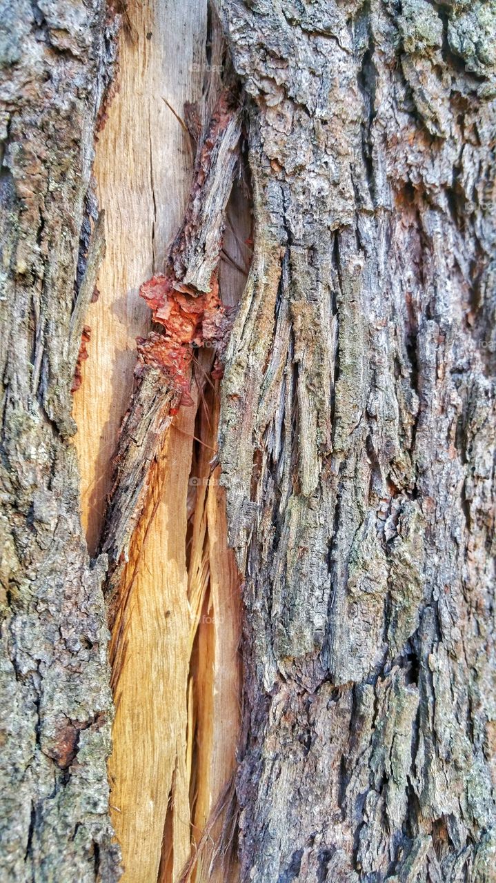 Bark peeling off the main tree trunk of an Australian Peperbark or Melaleuca sp. Some Eucalyptus sp. also exhibit similar annual bark changing characteristic.