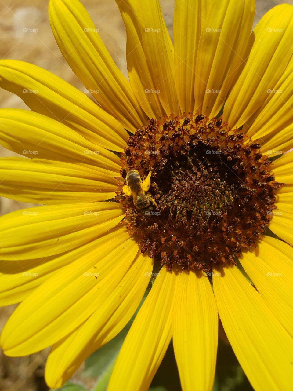 Honey Bee Sunflower