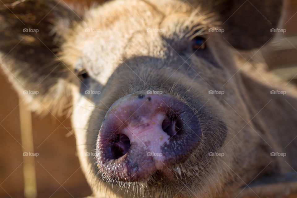 Pig