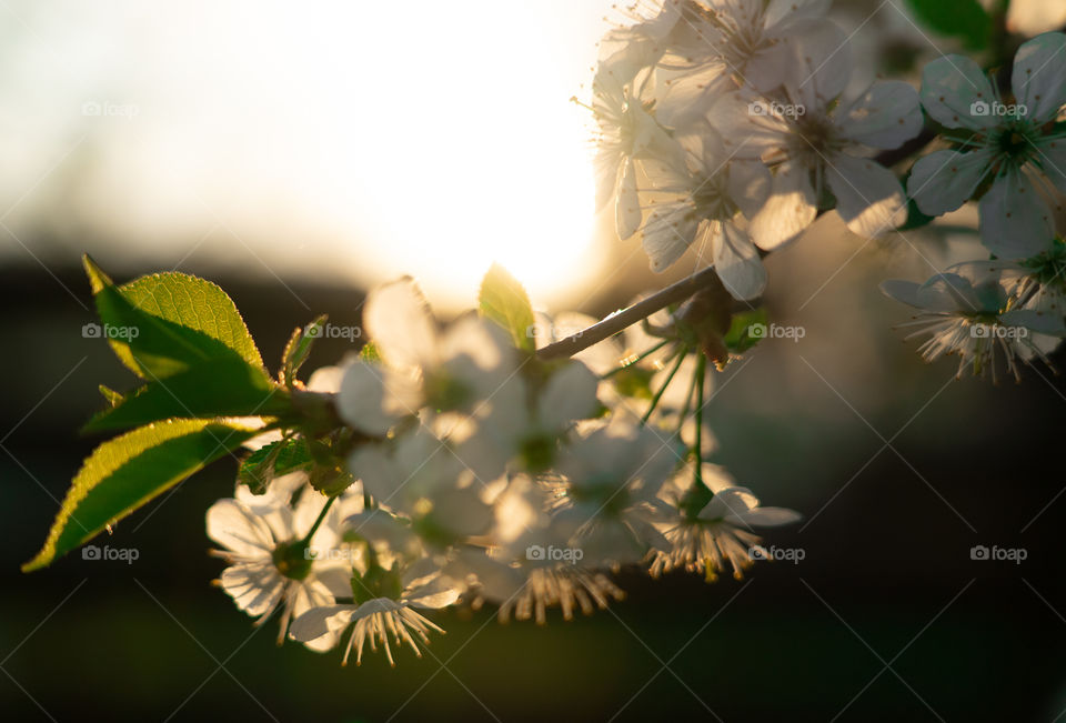 Combination of white and green colors during sunset.