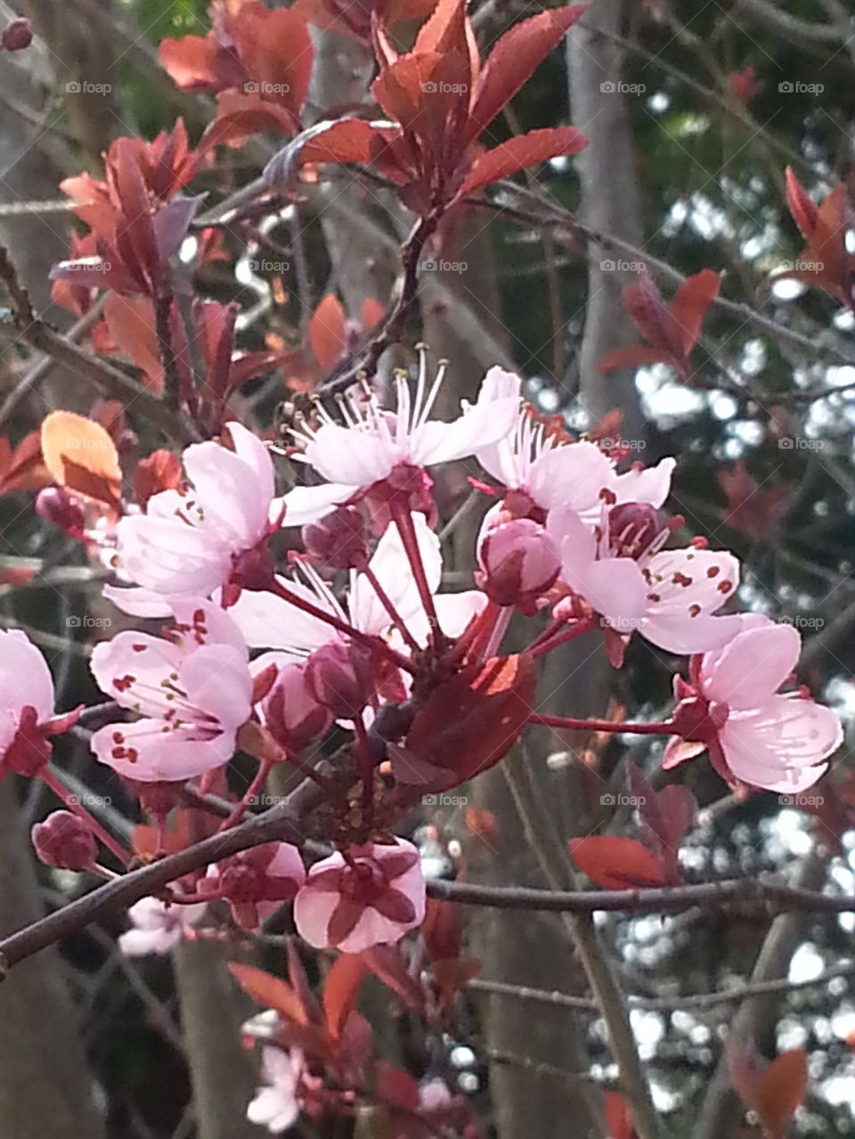 tree blossoms