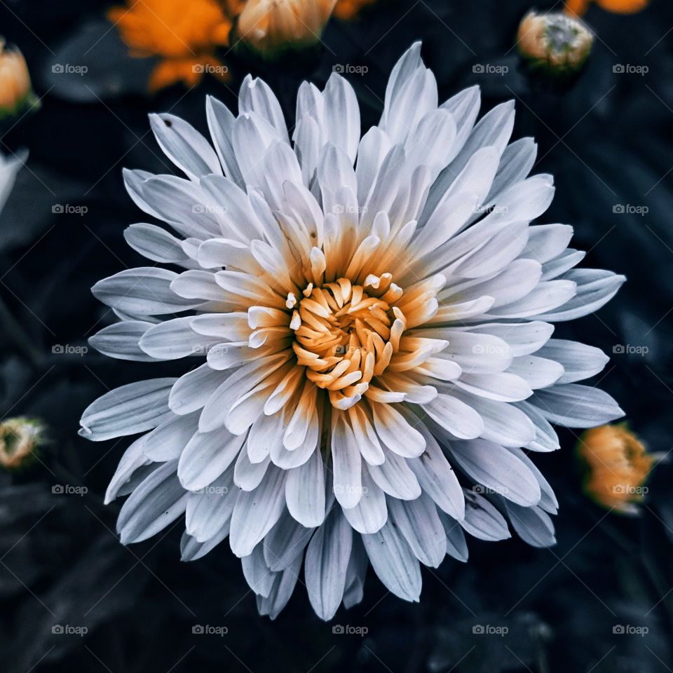 A Beautiful White Flower