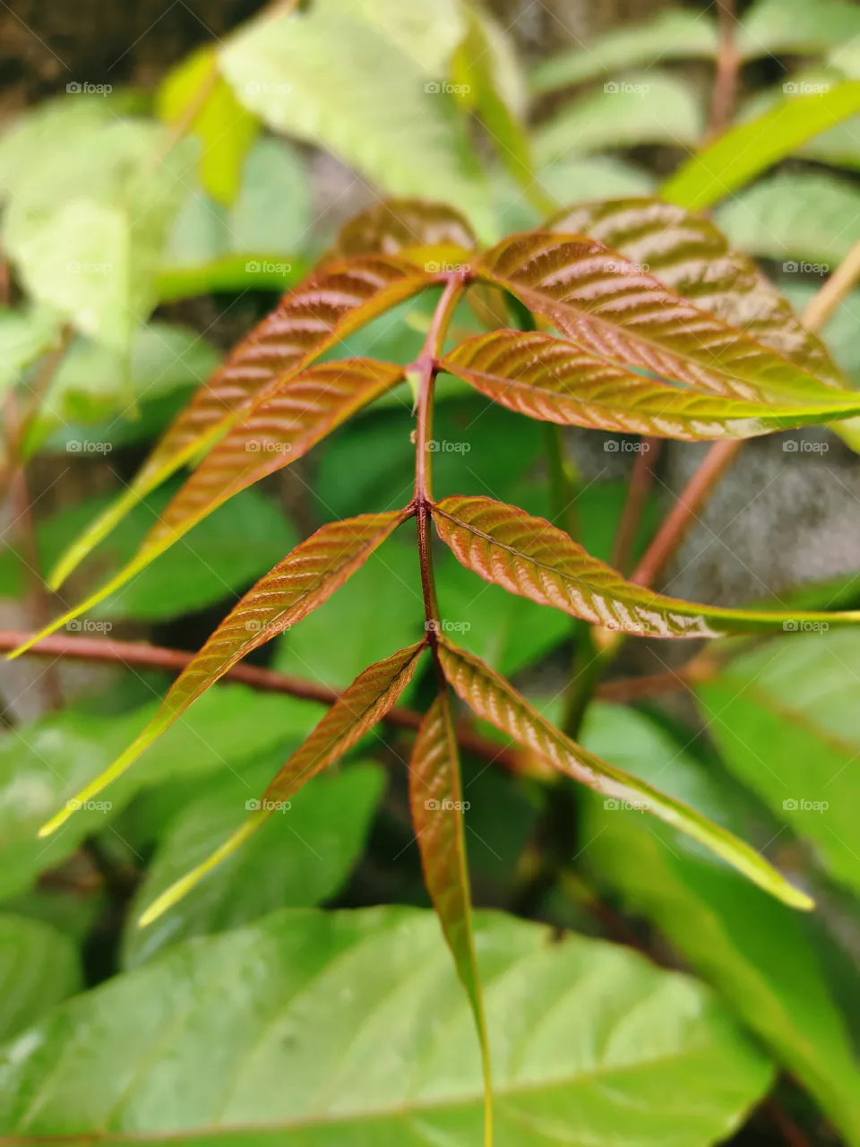 Beautiful nature picture took by mansoon