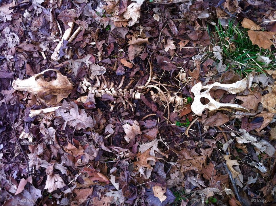 Skeleton on leaves 