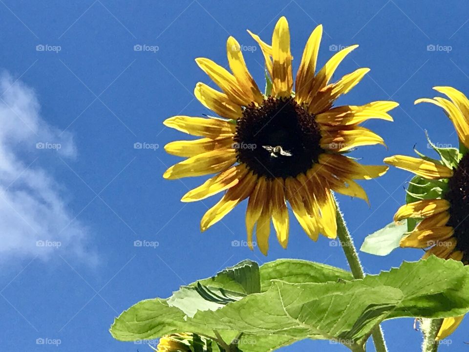 A bumblebee flying on to a sunflower in full bloom during a beautiful sunny day and blue skies 
