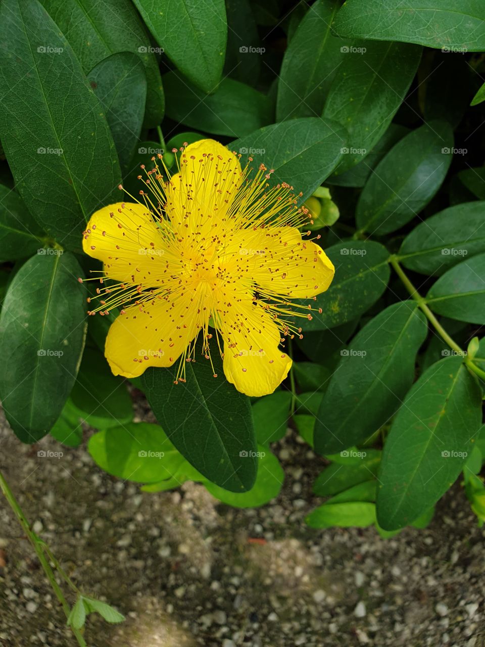 Botanischer Garten Frankfurt