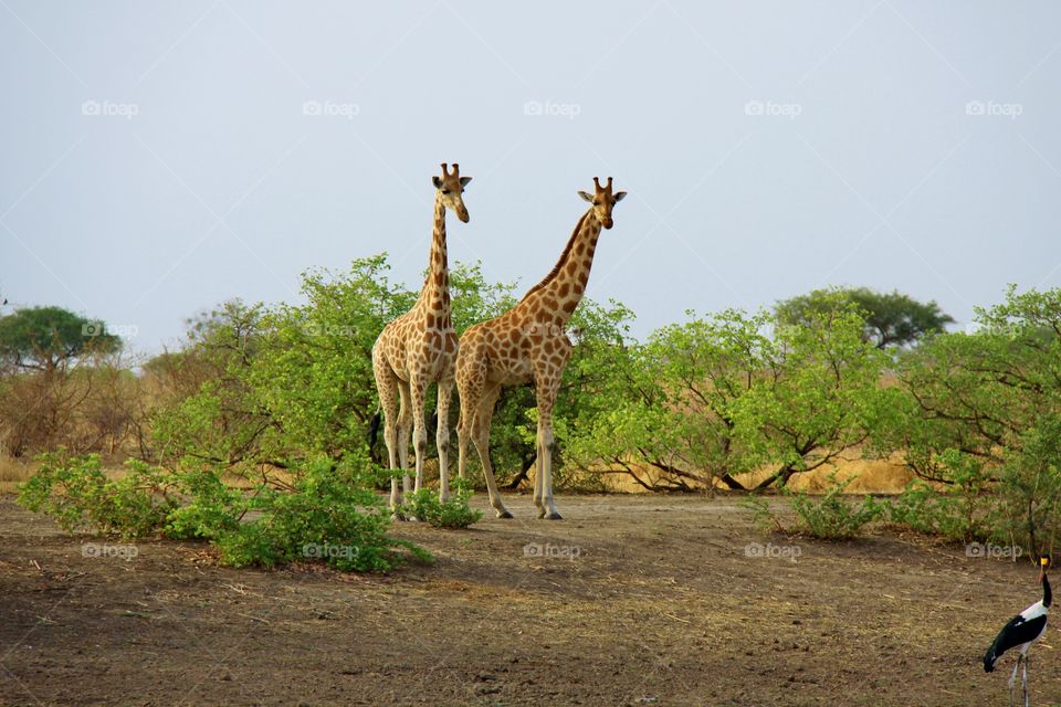 Giraffes in Waza National Park, northern Cameroon 