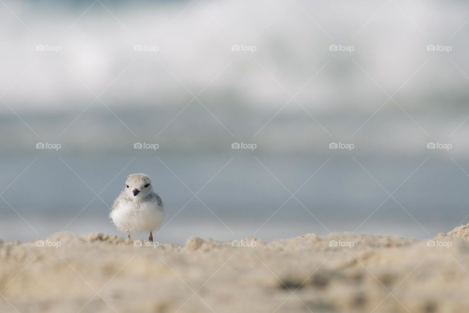 Young piping plover 