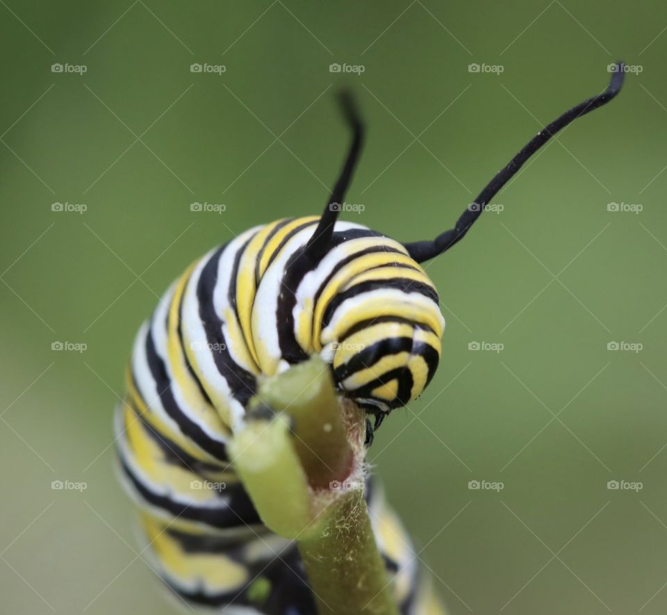 Monarch Caterpillar closeup eating a milkweed plant