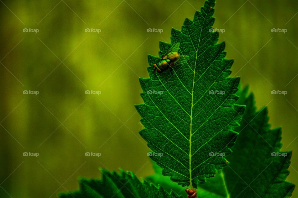 horsefly resting on the leaf of a plant