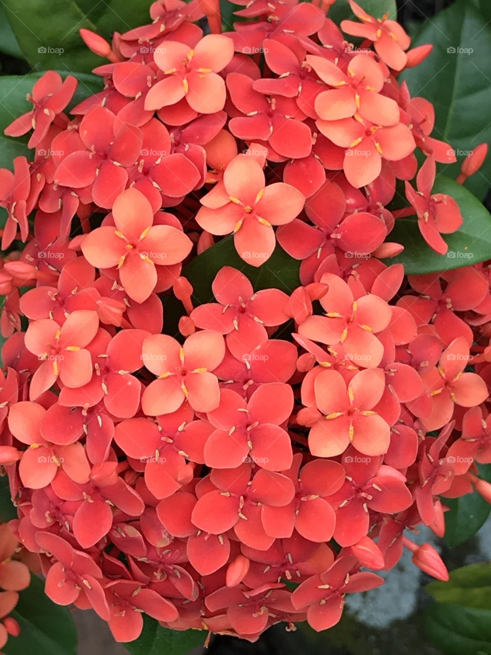 Ixora