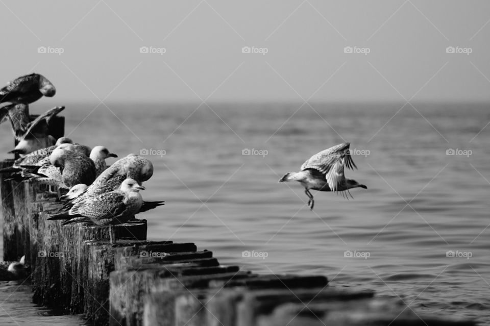 flying Seagull . i this on the baltic sea beach