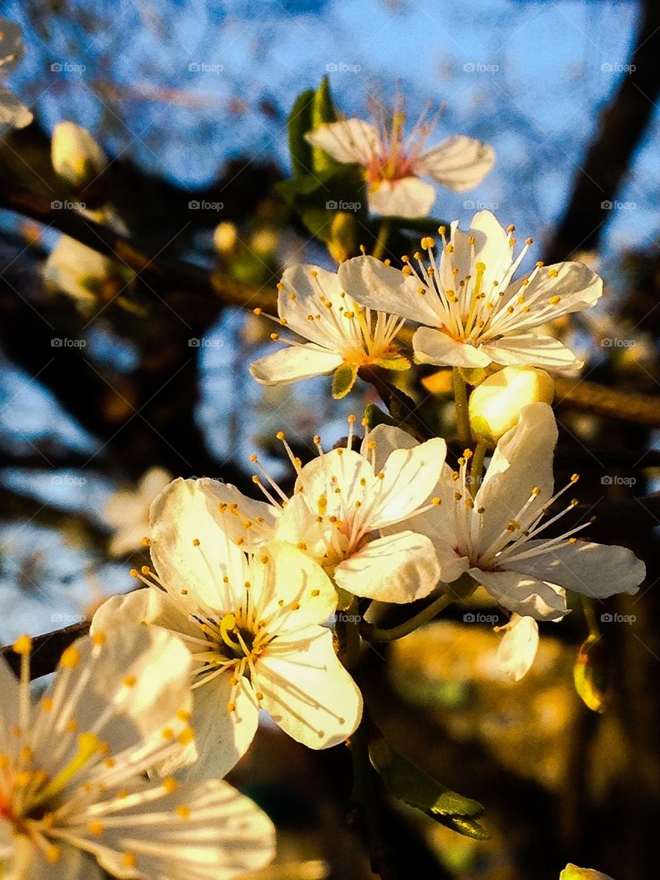 Tree in bloom