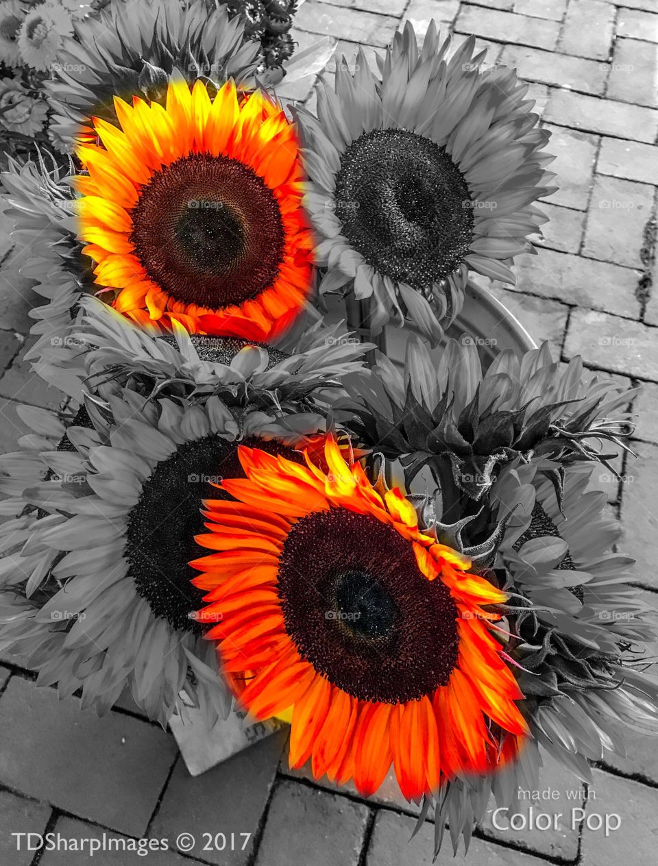 Sunflowers - Colorized 