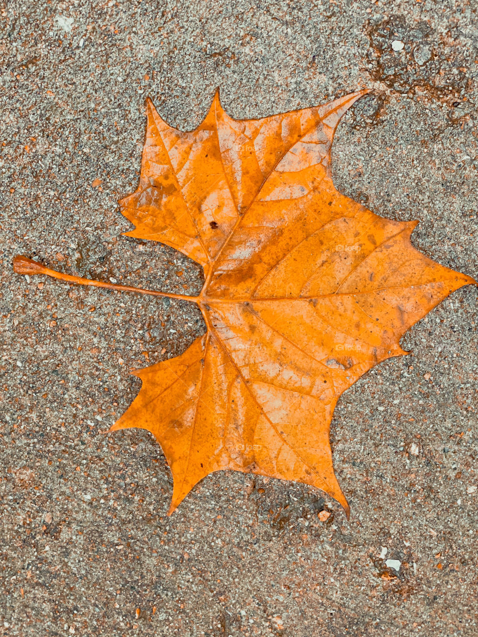 Autumn leaf 