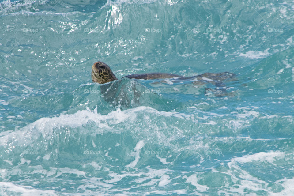 Turtle swimming in water