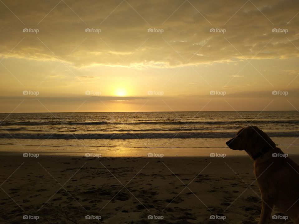dog sunset