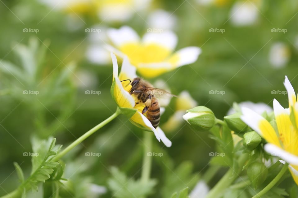 Bee pollinating on yellow flower