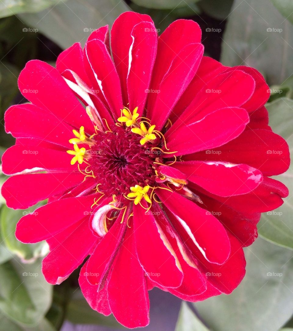 Zinnia