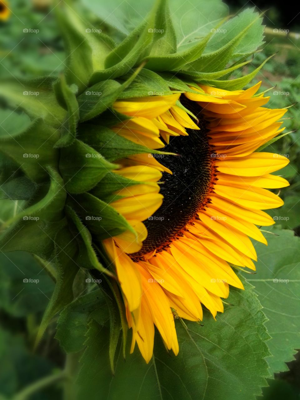 sunflower