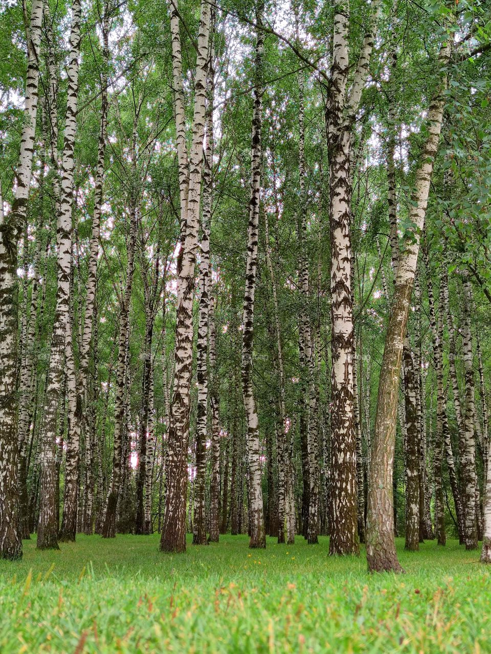 summer.  Birch Grove