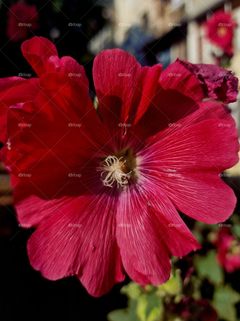 red flower