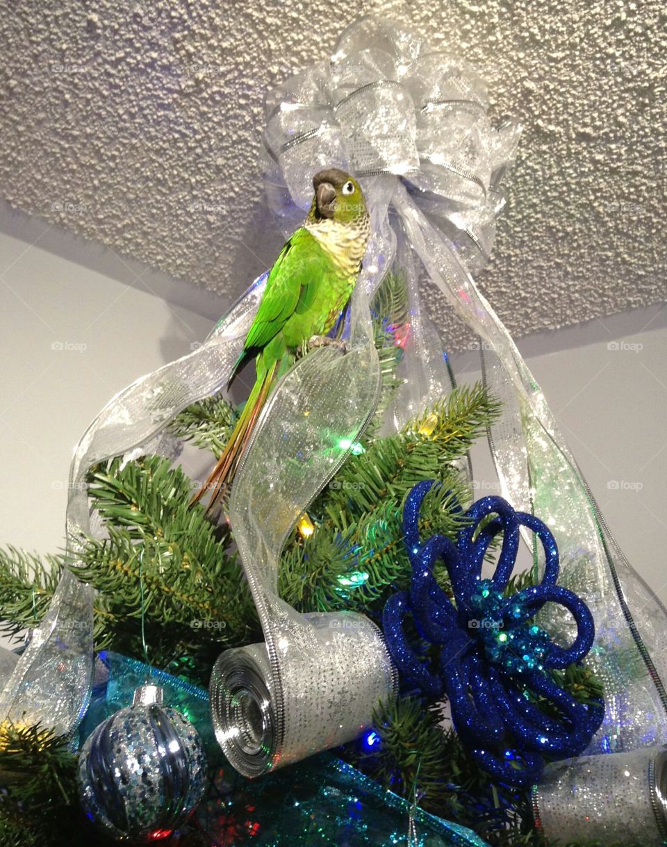 conure In a Christmas tree