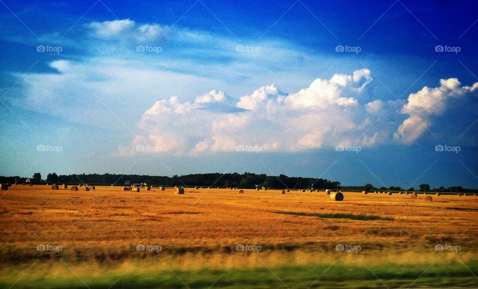 Fields of gold
