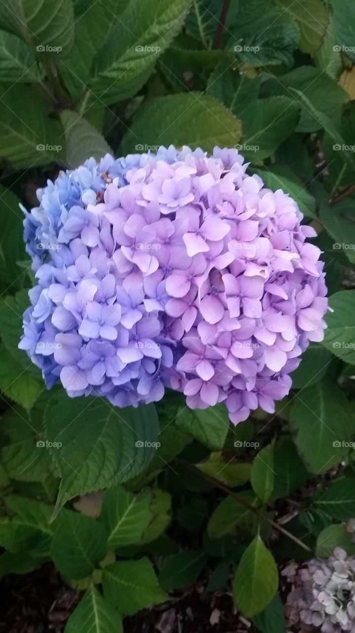 Dual Hydrangea 