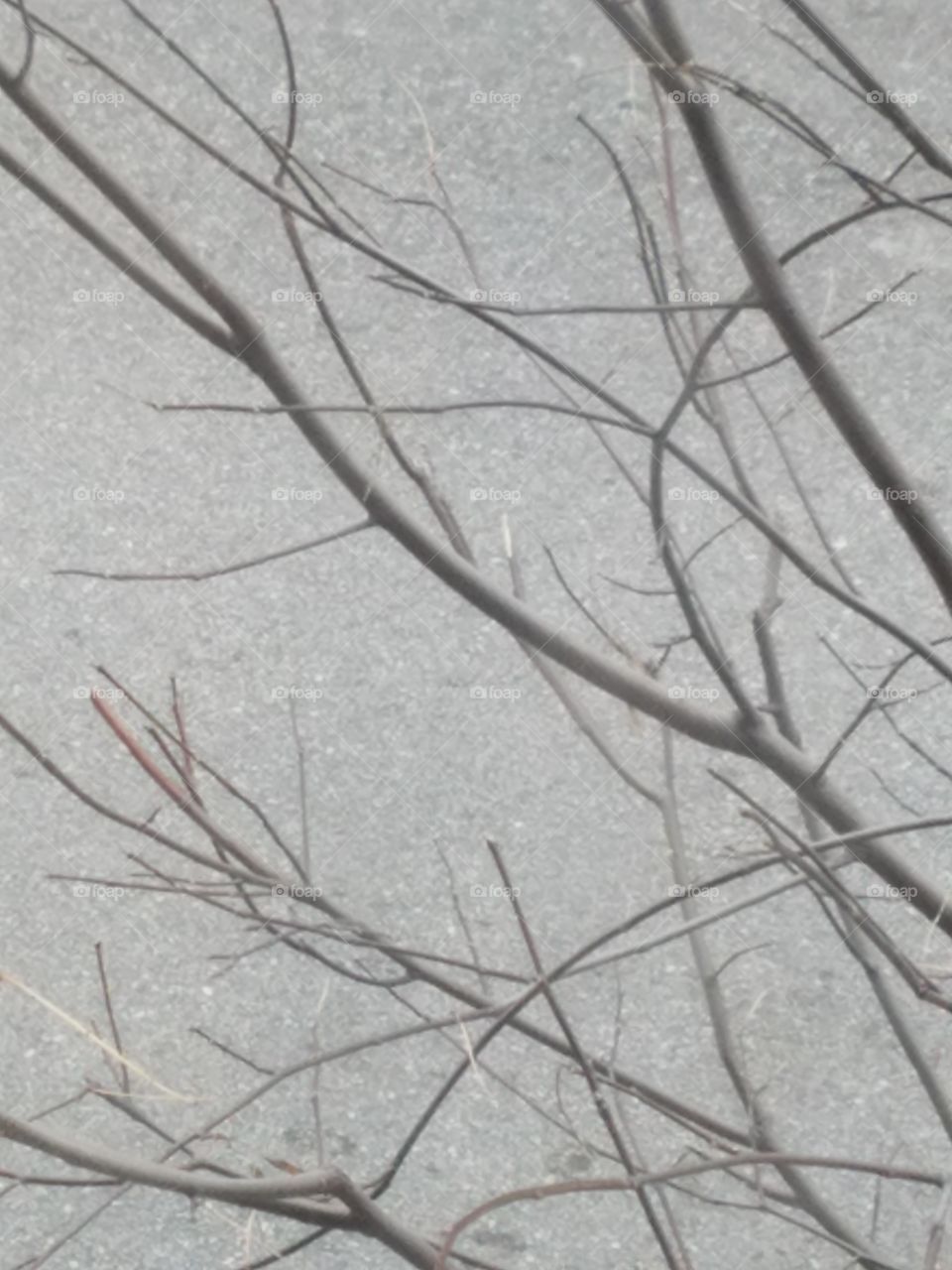 bare tree with gray sky