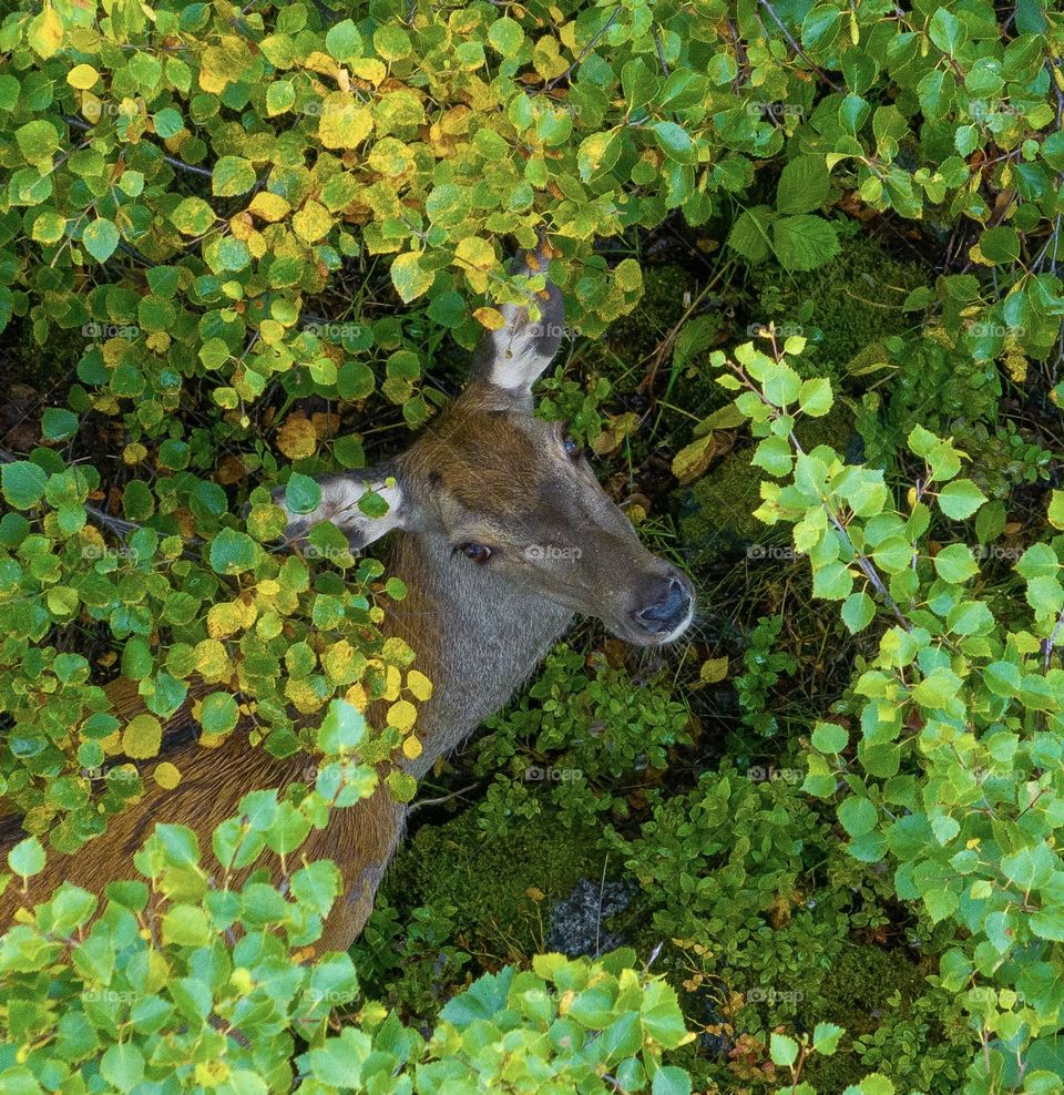 Deer in the forest looking up