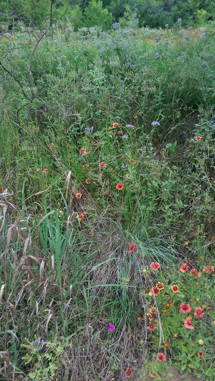 Flower, Nature, Flora, Summer, Grass