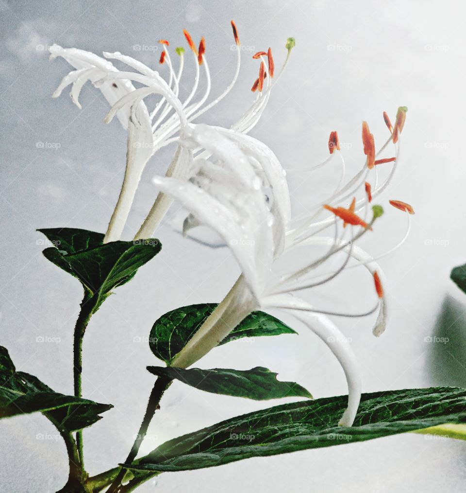 Honeysuckle