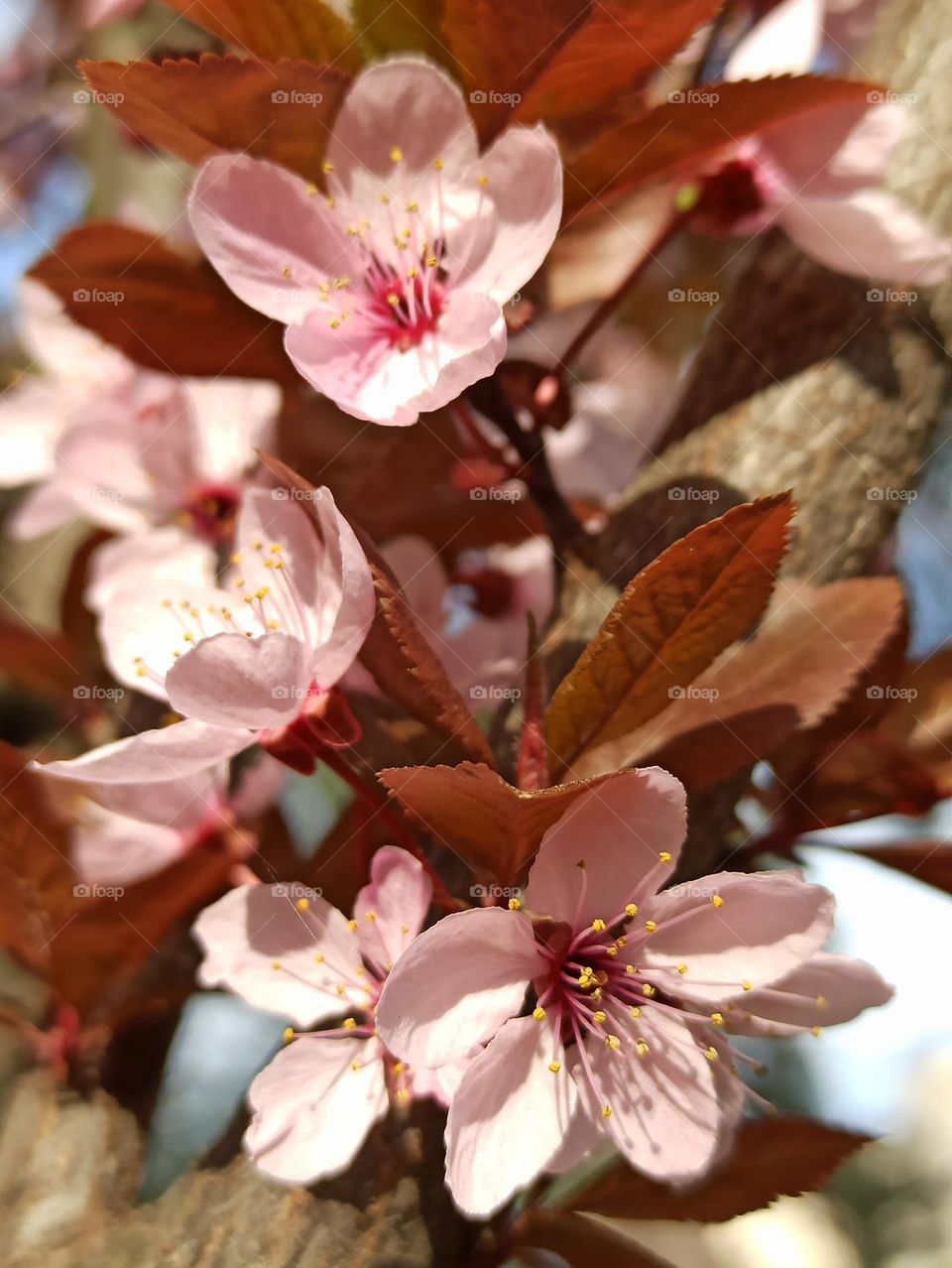 Весна. Весенние цветы