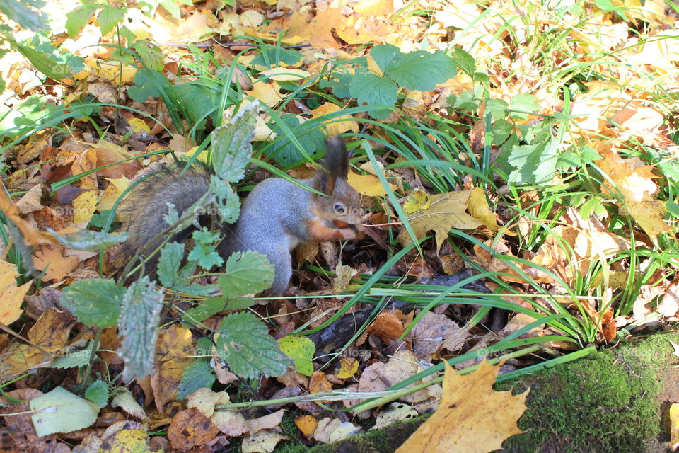 A fluffy squirrel nibbles a nut.