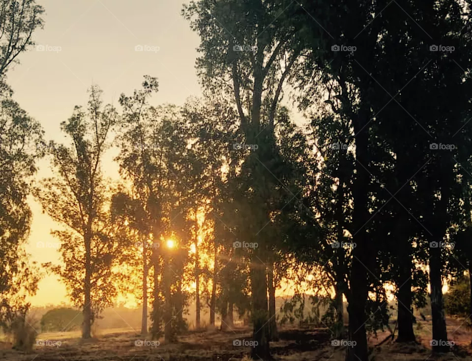 Sunset 