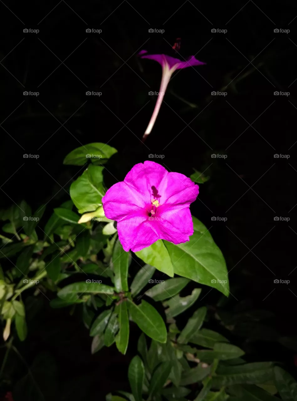 flower