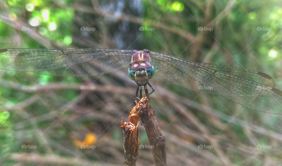 dragonfly