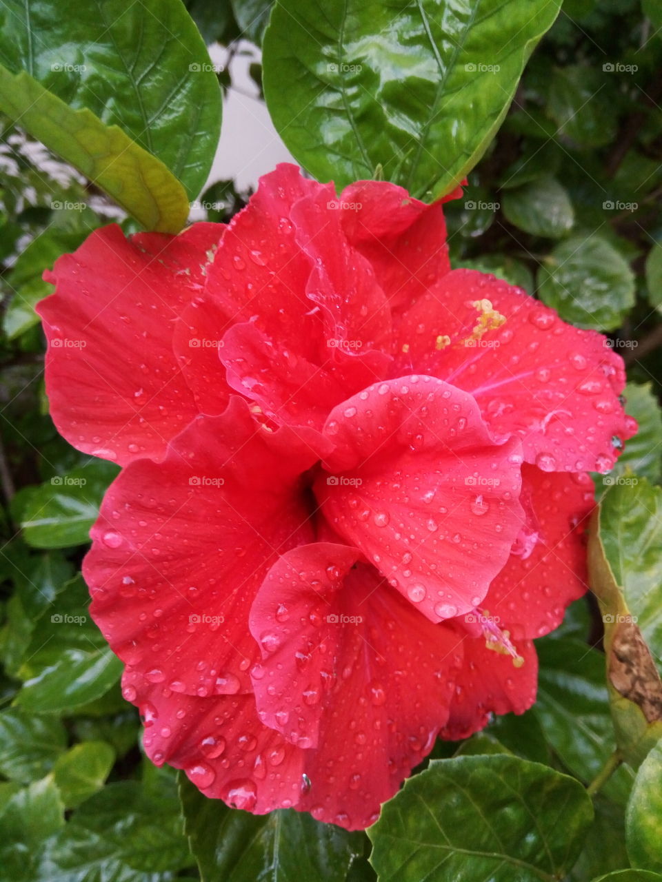 hibiscus red