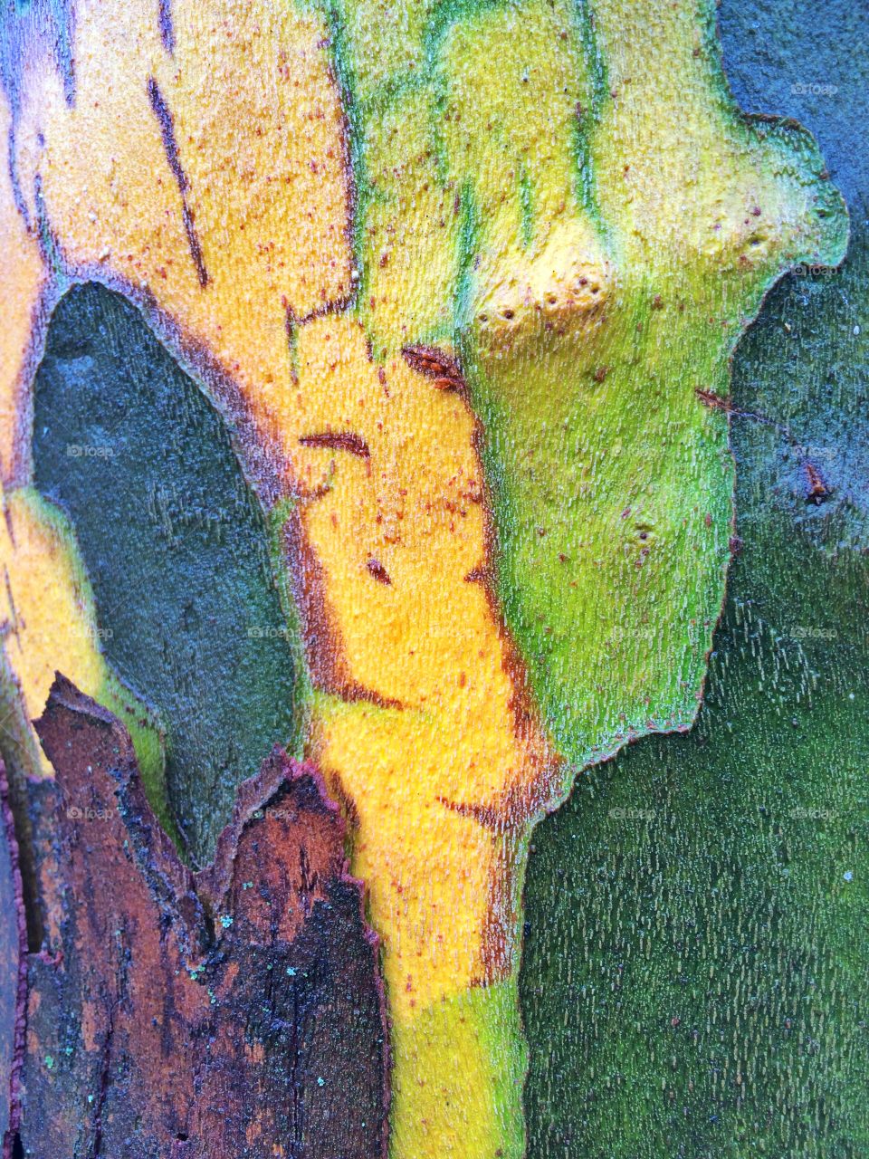 Tree Bark. Colorful tree bark