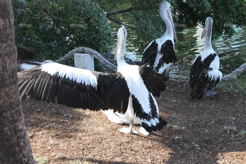 Pelicans 