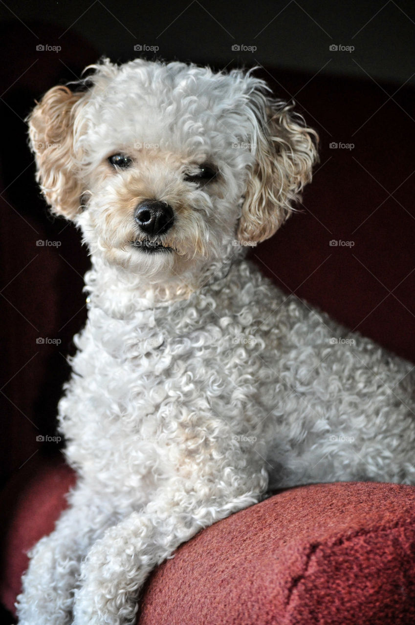 Poodle sitting on a red chair. My bichon-poodle, Andre, looking at me as he rests on a red chair