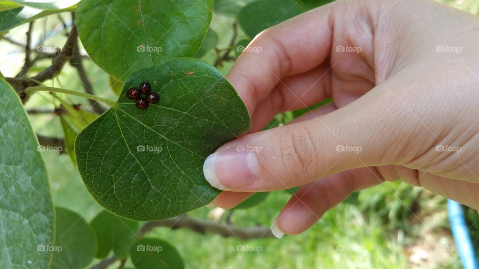 hand, leaf, ladybugs. a female hand holding a leaf with four ladybugs on