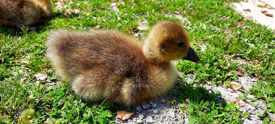 Baby goose